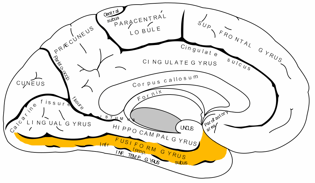 Line diagram of the inner surface of a cerebral hemisphere, seen from the side, with hand-lettered labels including cingulate gyrus, corpus callosum, fornix, cuneus, calcarine fissure, lingual gyrus and hippocampal gyrus. A band running along the lower edge, labelled fusiform gyrus, is filled in yellow.